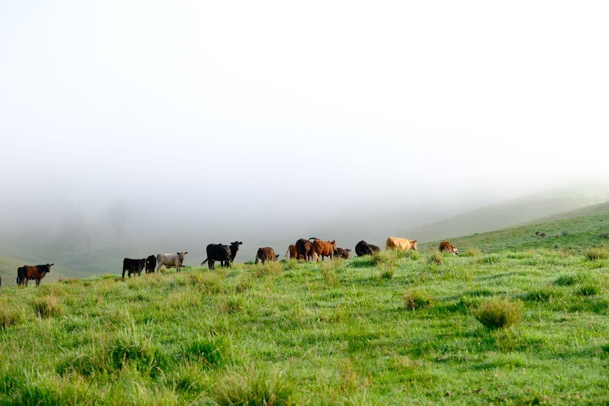 Cattle stations