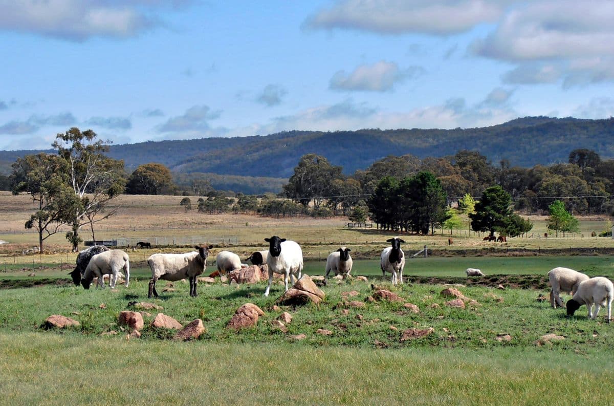 Sheep & shearing